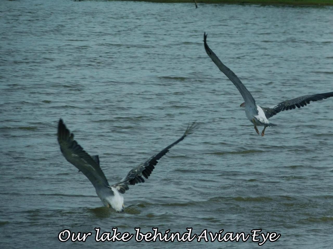 Yala Avian Eye Safari Apartamento Buttala Exterior foto